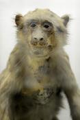 museo di zoologica bologna 8-2022 4524
